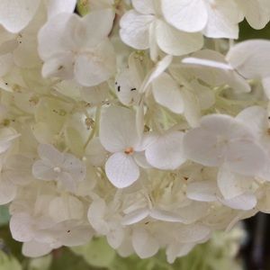 Meet your Posher, Jayne